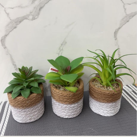 PLANTA DECORATIVA