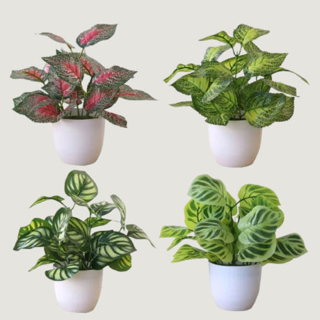 PLANTAS DECORATIVAS